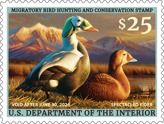 Federal Duck Stamp Spectacled Eider 25’-26’