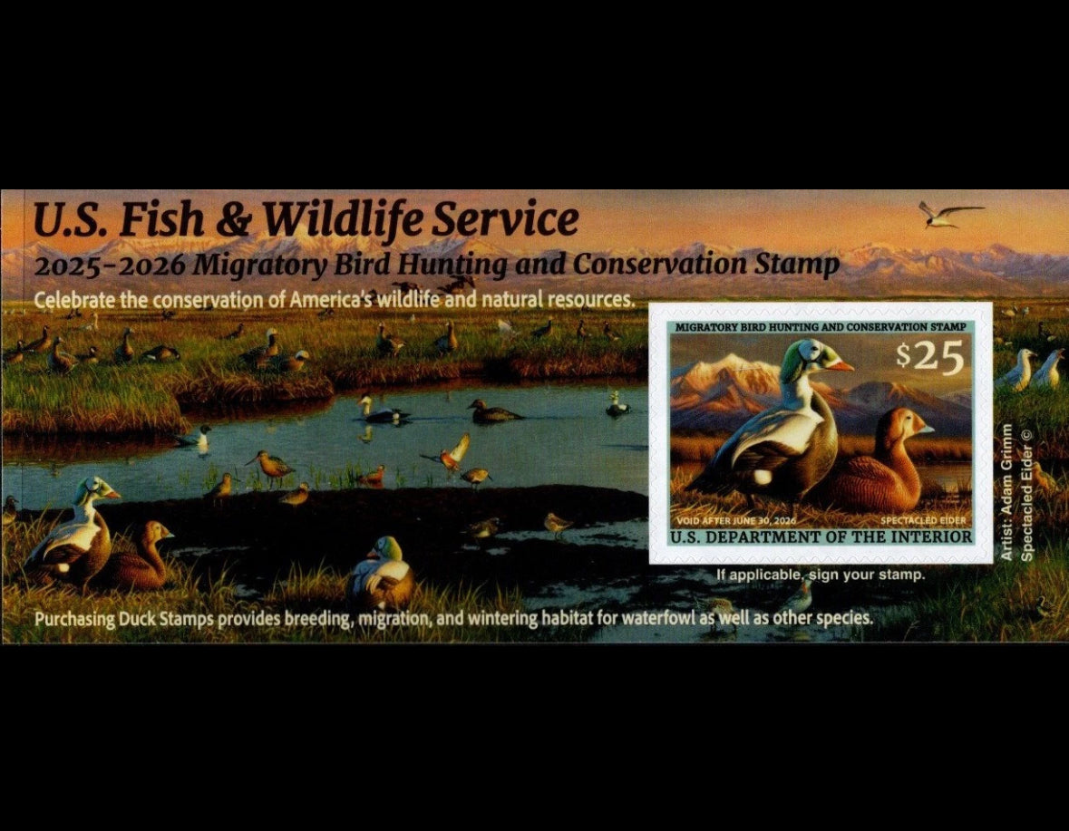 Federal Duck Stamp Spectacled Eider 25’-26’